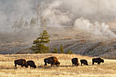 Herd of Bison near Old Faithful Geyser Upper Geyser Basin, Yellowstone National Park, Wyoming.