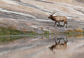 Bull Elk reflecting on pond at base of Canary Spring, Yellowstone National Park, Wyoming.