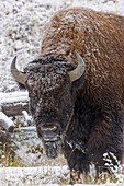 American Bison, Bison bison and light dusting of snow, Yellowstone National Park, Wyoming