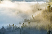 USA, Wyoming, Yellowstone National Park. Mist envelopes the Yellowstone River canyon