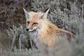 USA, Wyoming, Yellowstone National Park. Red Fox (Vulpes vulpes) framed by sage brush in Lamar Valley, Yellowstone National Park, Wyoming