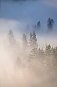 USA, Wyoming, Yellowstone National Park. Cold morning creates a fog above the Yellowstone River, infiltrating the trees near Tower Falls at sunrise in Yellowstone National Park, Wyoming