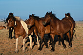 USA, Wyoming. Close-up of wild horses walking in desert.