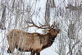 Bull elk feeding on branches during long winter in Yellowstone National Park, Wyoming, USA
