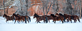 Cowboy-Pferdetrieb auf der Hideout Ranch, Shell, Wyoming. Pferdeherde läuft im Schnee.