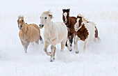 Cowboy-Pferdetrieb auf der Hideout Ranch, Shell, Wyoming. Herde von Pferden, die im Schnee laufen.