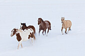 Cowboy-Pferdetrieb auf der Hideout Ranch, Shell, Wyoming