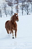 Cowboy-Pferdetrieb auf der Hideout Ranch, Shell, Wyoming. Ein einzelnes Pferd läuft im Schnee.