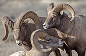 Usa, Wyoming, Jackson, National Elk Refuge, eine Junggesellengruppe von Dickhornschafböcken.