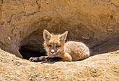 Usa, Wyoming, Lincoln County, a red fox kit lays in front of it's den in the desert.