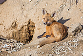 Usa, Wyoming, Lincoln County, a Red Fox kit lays in front of his den.