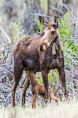 Usa, Wyoming, Sublette County, a cow moose stands while her calf nurses.