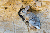 Usa, Lincoln County, a cottontail rabbit climbs into it's hole in a cliff in the desert of Wyoming.