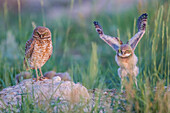 Usa, Wyoming, Sublette County, a Burrowing Owl female stands at her burrow entrance with a young owl flapping it's wings.