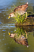 Usa, Wyoming, Sublette County, a Sora forages for food in a pond which creates a reflection.