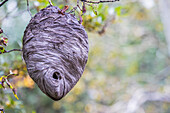 Usa, Wyoming, Sublette County, a hornet's nest hangs from a tree in the autumn.
