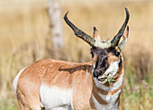 Usa, Wyoming, Sublette County, a Pronghorn male eating forbes.