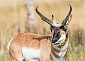 Usa, Wyoming, Sublette County, ein Pronghorn-Männchen frisst Forbes.