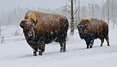 USA, Yellowstone-Nationalpark. Wisent im Winter