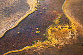 Yellowstone National Park, Wyoming, USA. Thermal bacteria mat.