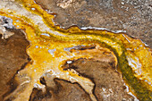 Yellowstone National Park, Wyoming, USA. Thermal bacteria mat.