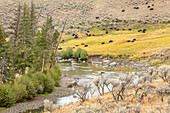 Yellowstone-Nationalpark, Wyoming, USA. Pebble Creek Landschaft im Lamar Valley mit grasender Bisonherde in der Ferne.