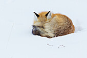 Red Fox sleeping curled up in the snow, Grand teton National Park, Wyoming.