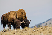 Bison (Bison bison) in Lamar Valley, Yellowstone National Park, Wyoming, USA.