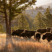 American Bison bulls Bison americanus, Blacktail plateau, Yellowstone National Park, Wyoming, USA