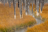 Abgestorbene Bäume, die von vulkanischen Heißwasserströmen getötet wurden, Yellowstone-Nationalpark, Wyoming, USA