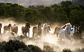 Pferde rennen und wirbeln bei Sonnenaufgang Staub auf