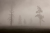 Bäume im Nebel. Früher Morgen. Yellowstone-Nationalpark, Wyoming.