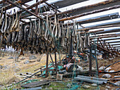 Fischständer, Musken (Masske), ein samisches Dorf in der Nähe des Hellemobotn, der schmalsten Stelle Norwegens, Nordland, Norwegen, Skandinavien, Europa