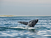 Adult gray whale (Eschrichtius robustus), flukes-up dive in Magdalena Bay on the Baja Peninsula, Baja California Sur, Mexico, North America