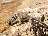 Desert collared lizard (Crotaphytus bicinctores), Mosaic Canyon Trail, Death Valley National Park, California, United States of America, North America