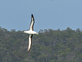 Erwachsener Schwarzbrauenalbatros (Thalassarche melanophris), im Flug in der Lapataya-Bucht, Feuerland, Argentinien, Südamerika