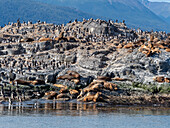 Eine Kolonie südamerikanischer Seelöwen (Otaria flavescens), auf kleinen Inselchen in der Lapataya-Bucht, Feuerland, Argentinien, Südamerika