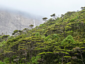 Blick auf einen Wasserfall und den Notofagus-Wald in der Caleta Capitan Canepa, Isla Estado (Isla De Los Estados), Argentinien, Südamerika