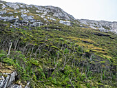 Blick auf den Notofagus-Wald in der Caleta Capitan Canepa, Isla Estado (Isla De Los Estados), Argentinien, Südamerika