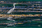 Adult great blue heron (Ardea herodias), in the Inian Islands in southeast Alaska, United States of America, North America