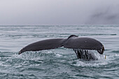 Adult humpback whale (Megaptera novaeangliae), flukes-up dive in the Inian Islands, Southeast Alaska, United States of America, North America