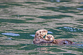 Mutter und Jungtier des Seeotters (Enhydra lutris) beim Rafting im Seetang auf den Inian-Inseln, Südost-Alaska, Vereinigte Staaten von Amerika, Nordamerika