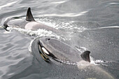 A small killer whale pod (Orcinus orca), surfacing in Behm Canal, Southeast Alaska, United States of America, North America