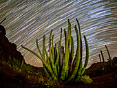 Orgelpfeifenkaktus (Stenocereus thurberi) bei Nacht im Organ Pipe Cactus National Monument, Sonoran-Wüste, Arizona, Vereinigte Staaten von Amerika, Nordamerika