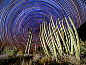 Orgelpfeifenkaktus (Stenocereus thurberi), nachts im Orgelpfeifenkaktus-Nationaldenkmal, Sonoran-Wüste, Arizona, Vereinigte Staaten von Amerika, Nordamerika
