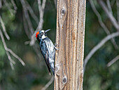 An adult female acorn woodpecker (Melanerpes formicivorous), Madera Canyon, southern Arizona, Arizona, United States of America, North America
