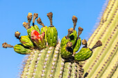 Fruchttragender Saguaro-Kaktus (Carnegiea gigantea), in Blüte im Juni, Sweetwater Preserve, Tucson, Arizona, Vereinigte Staaten von Amerika, Nordamerika