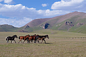 Pferde laufen in der Steppe in der Nähe des Song-Kol-Sees, Provinz Naryn, Kirgisistan, Zentralasien, Asien