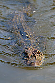 Schwarzer Kaiman (Melanosuchus niger) beim Schwimmen im Fluss Madre de Dios, Manu-Nationalpark, peruanischer Amazonas, Peru, Südamerika