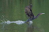 Neotropical Cormorant (Phalacrocorax brasilianus) taking off from water, Manu National Park, Peruvian Amazon, Peru, South America